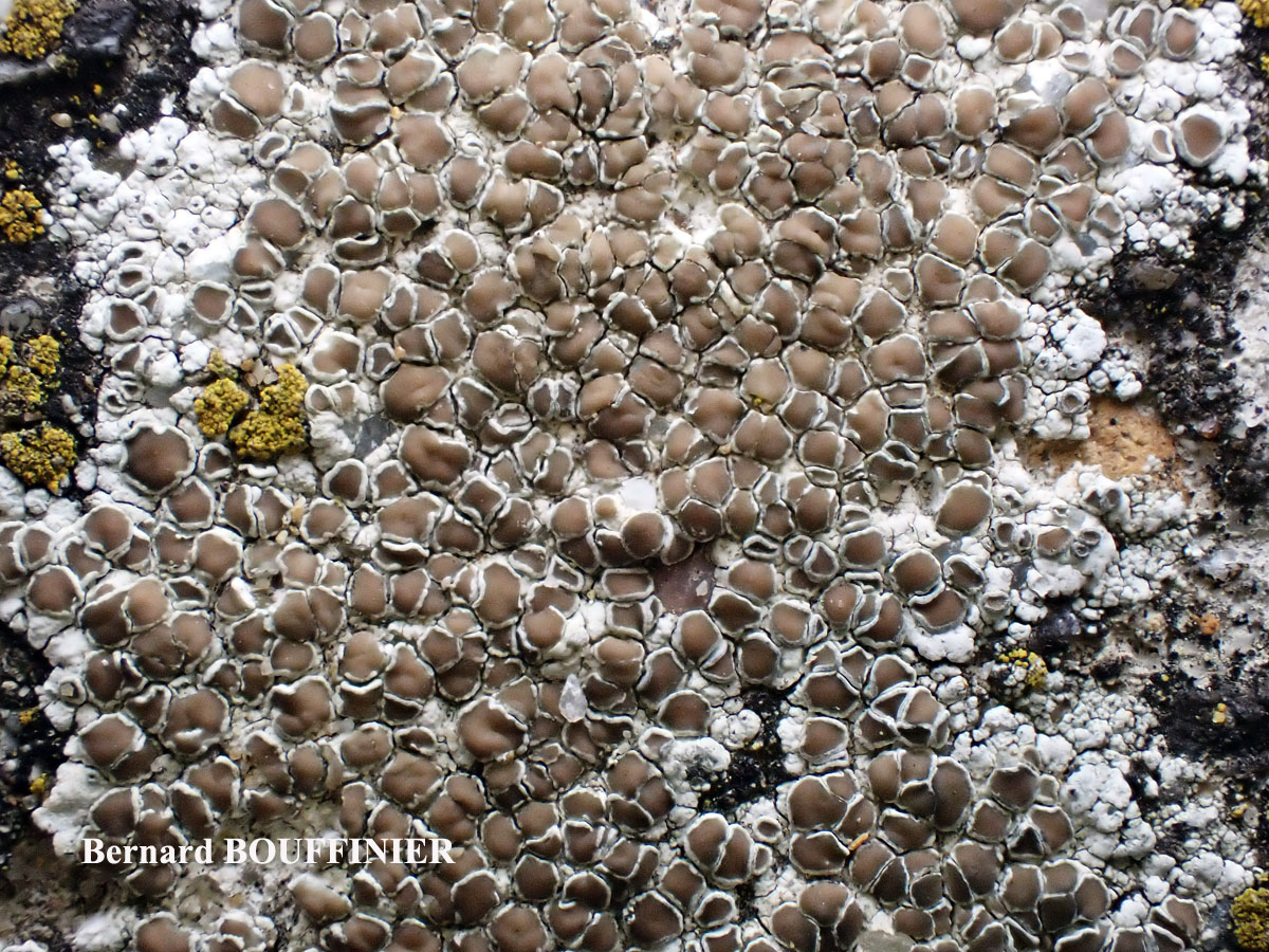 Lecanora campestris subsp. campestris morpho campestris forme sur béton.